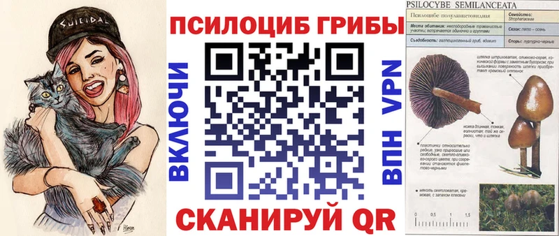 где найти   Медногорск  Псилоцибиновые грибы мицелий 